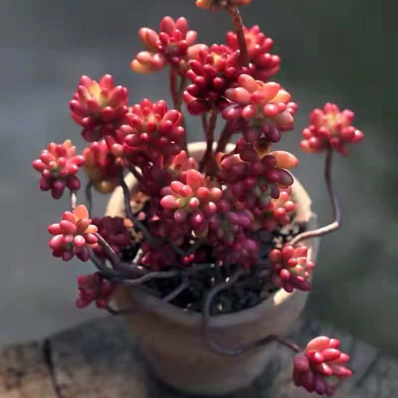Grow Sedum Rubrotinctum Roseum with pot