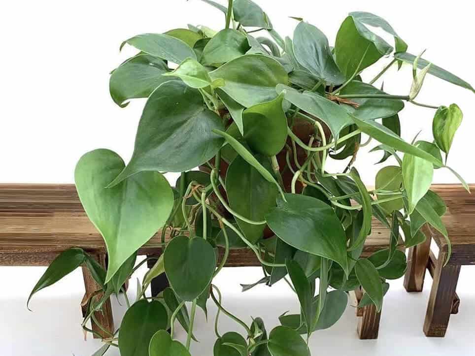 Heart-Leaf Philodendron featured