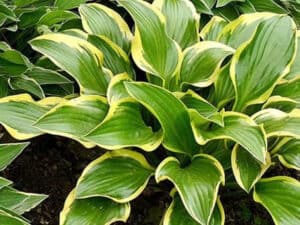 Fragrant Plantain Lilly