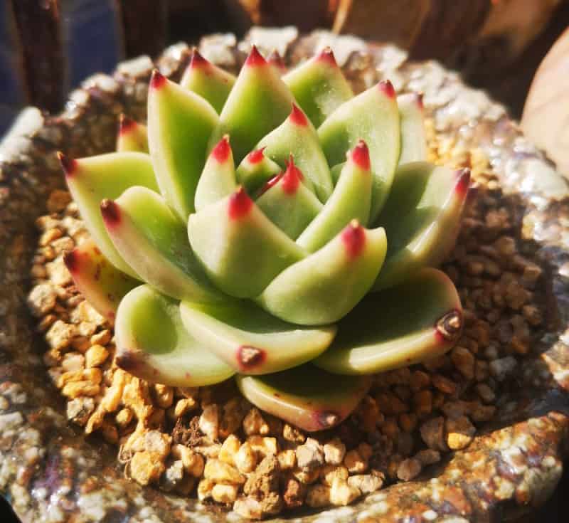Echeveria Agavoides with small pot
