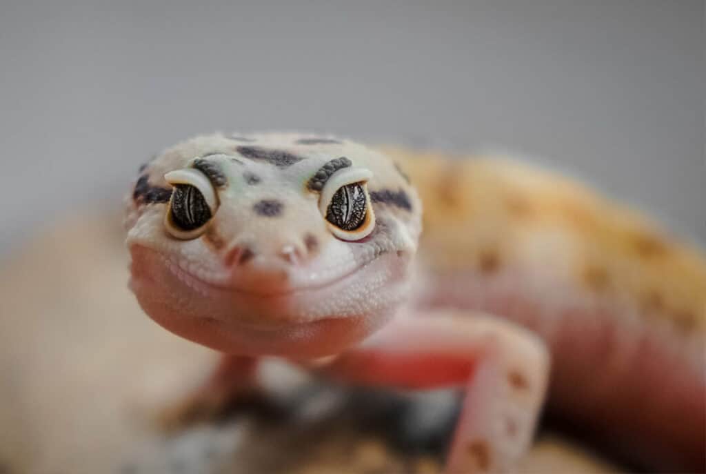 Gecko Pets For Children Leopard Gecko