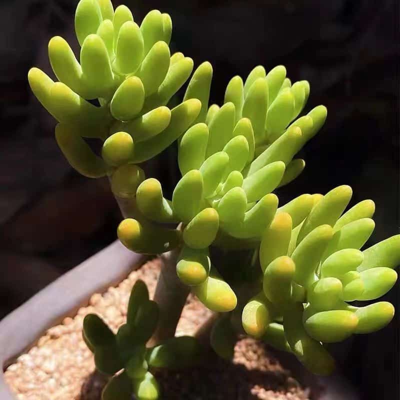Sedum Corynephyllum Fröd